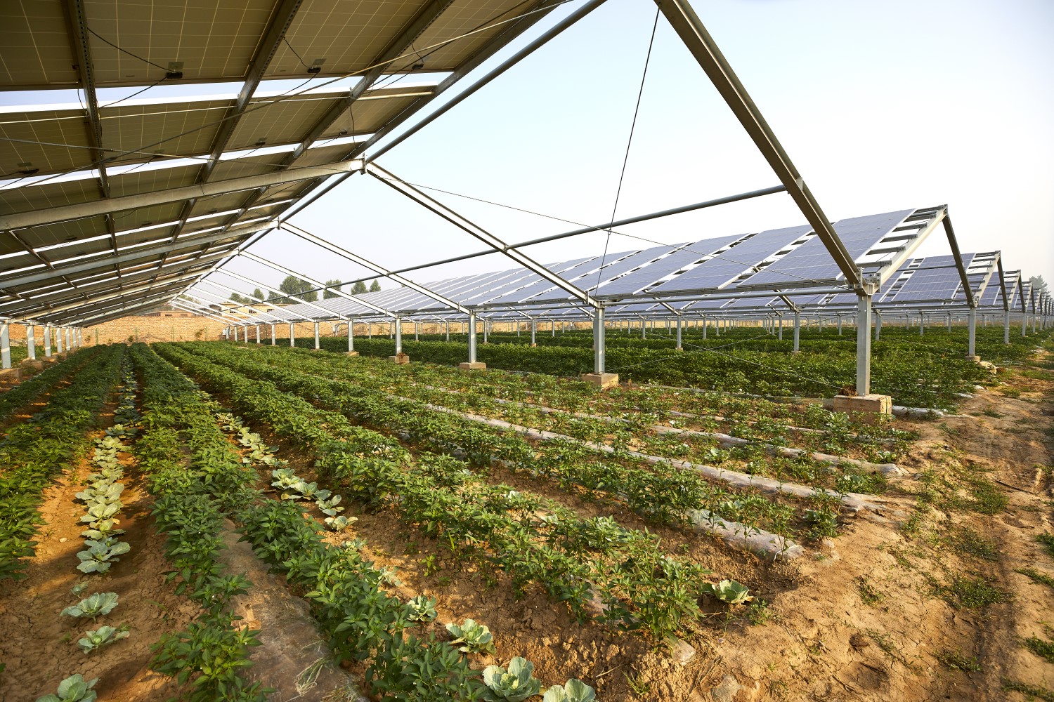 営農用太陽光発電イメージ
